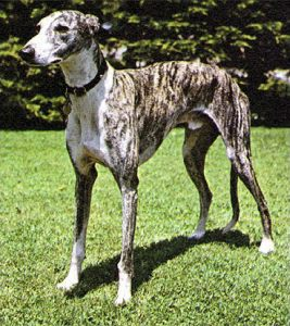 Galgo español
